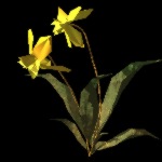 SunnyJonquil