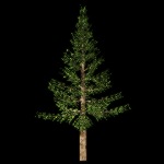 Cedar3