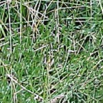 grass04