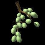 GrapeBunch.jpg