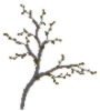 Branch