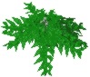 ValleyFern