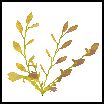 Goldweed