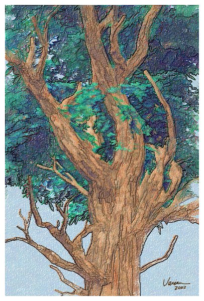 SSummerTree