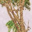 SSpringTree