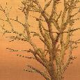 SWinterTree