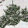WinterHush2