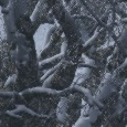 WinterTangle
