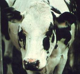 Holstein dairy cow