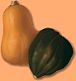 butternut and acorn squash