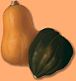 butternut and acorn squash